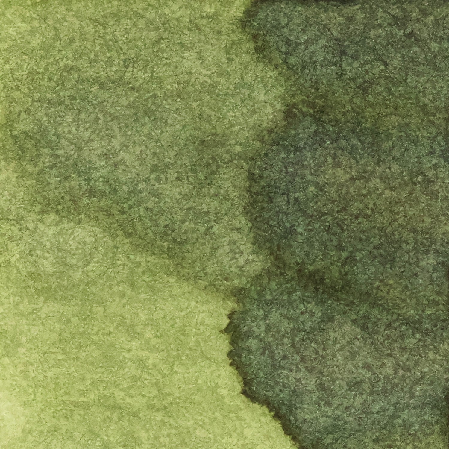 Arugula